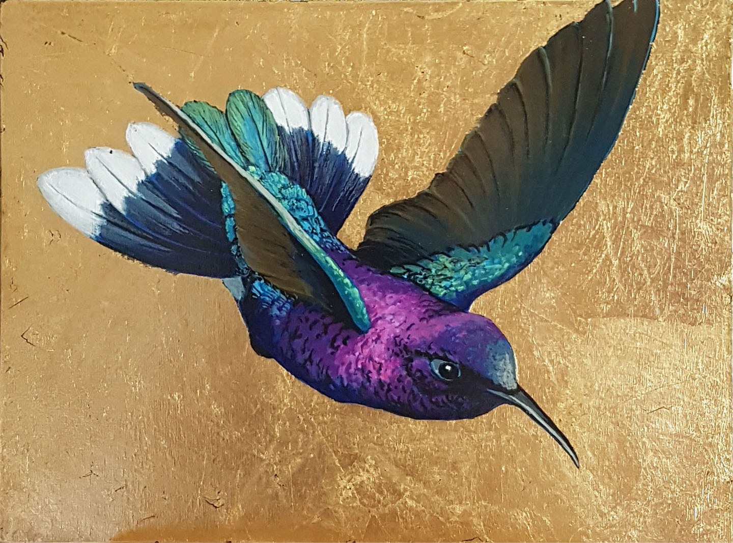Campyloptère violet