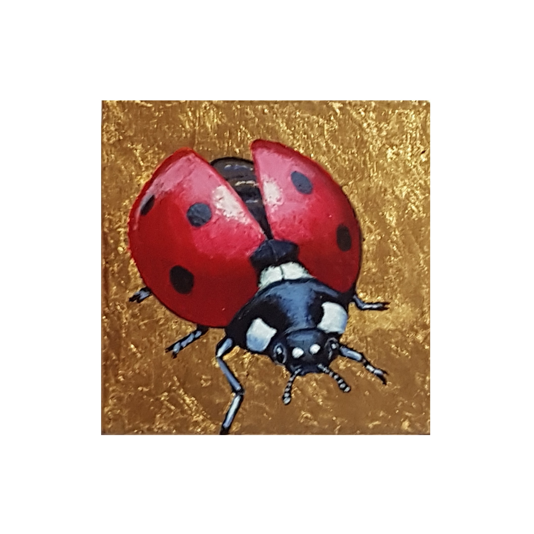 Coccinelle