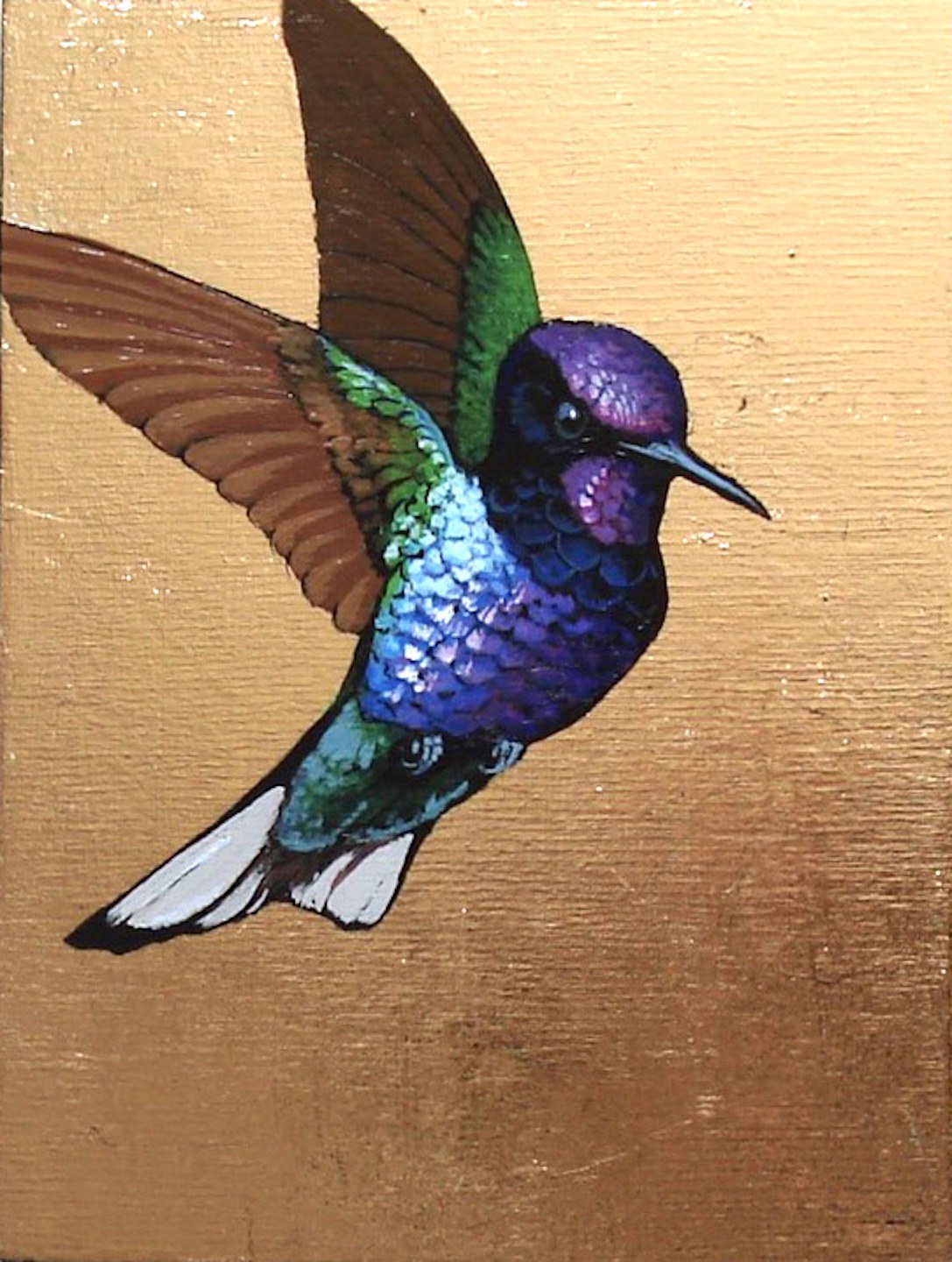 Colibri de jardine
