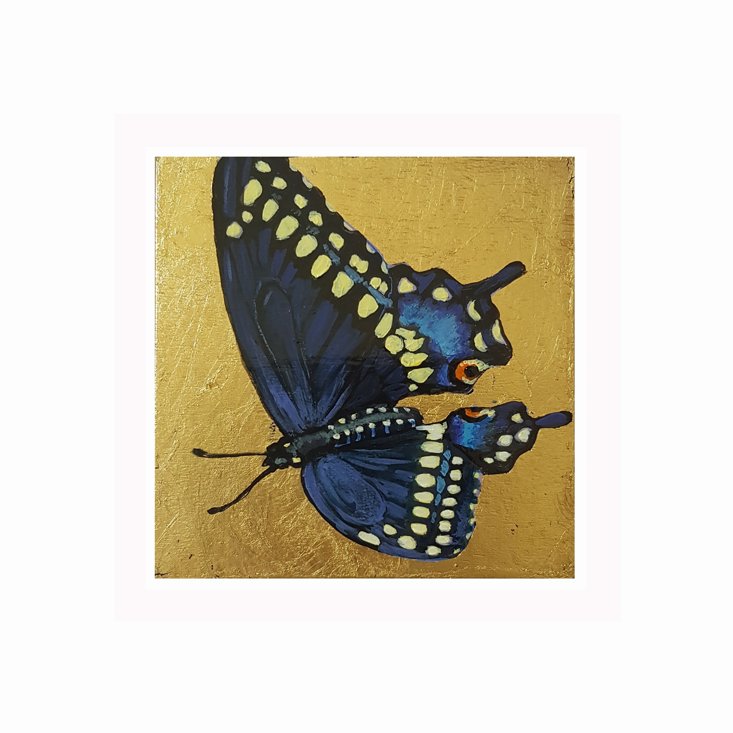 Papillon du céleri
