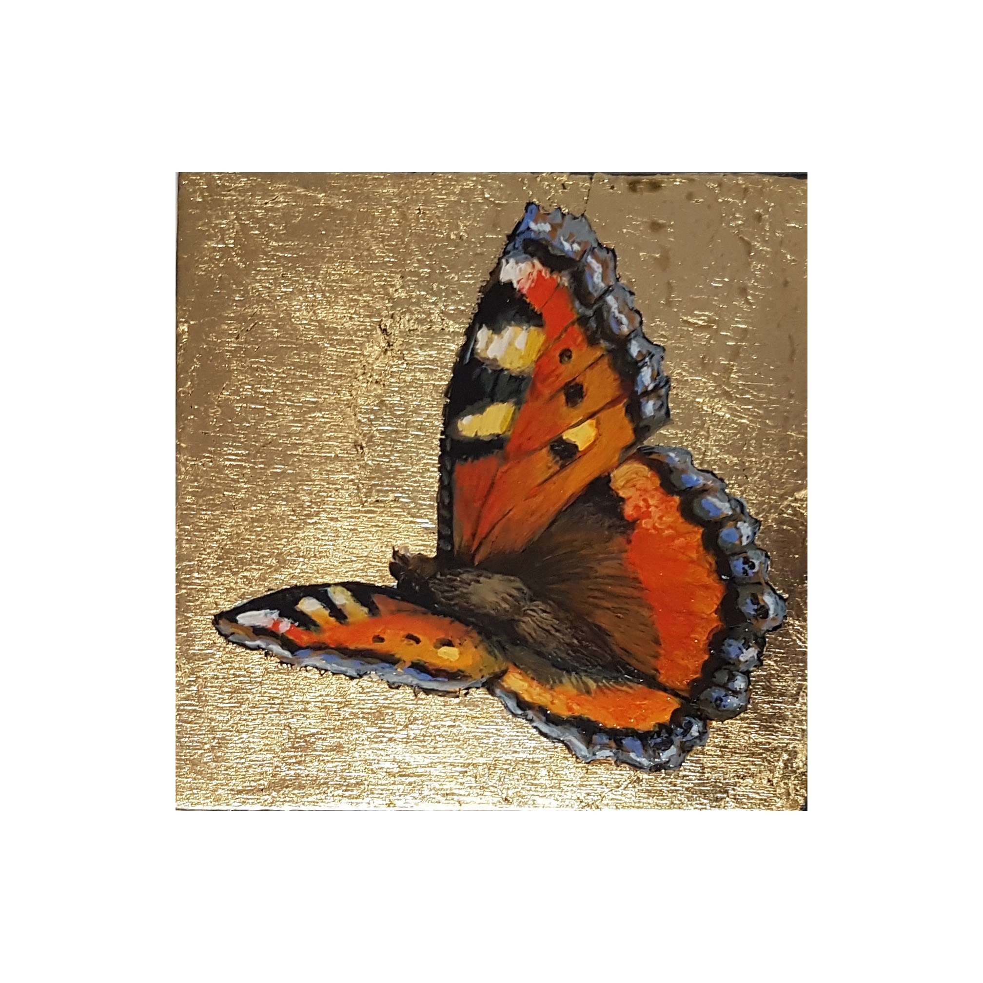 Papillon petite tortue