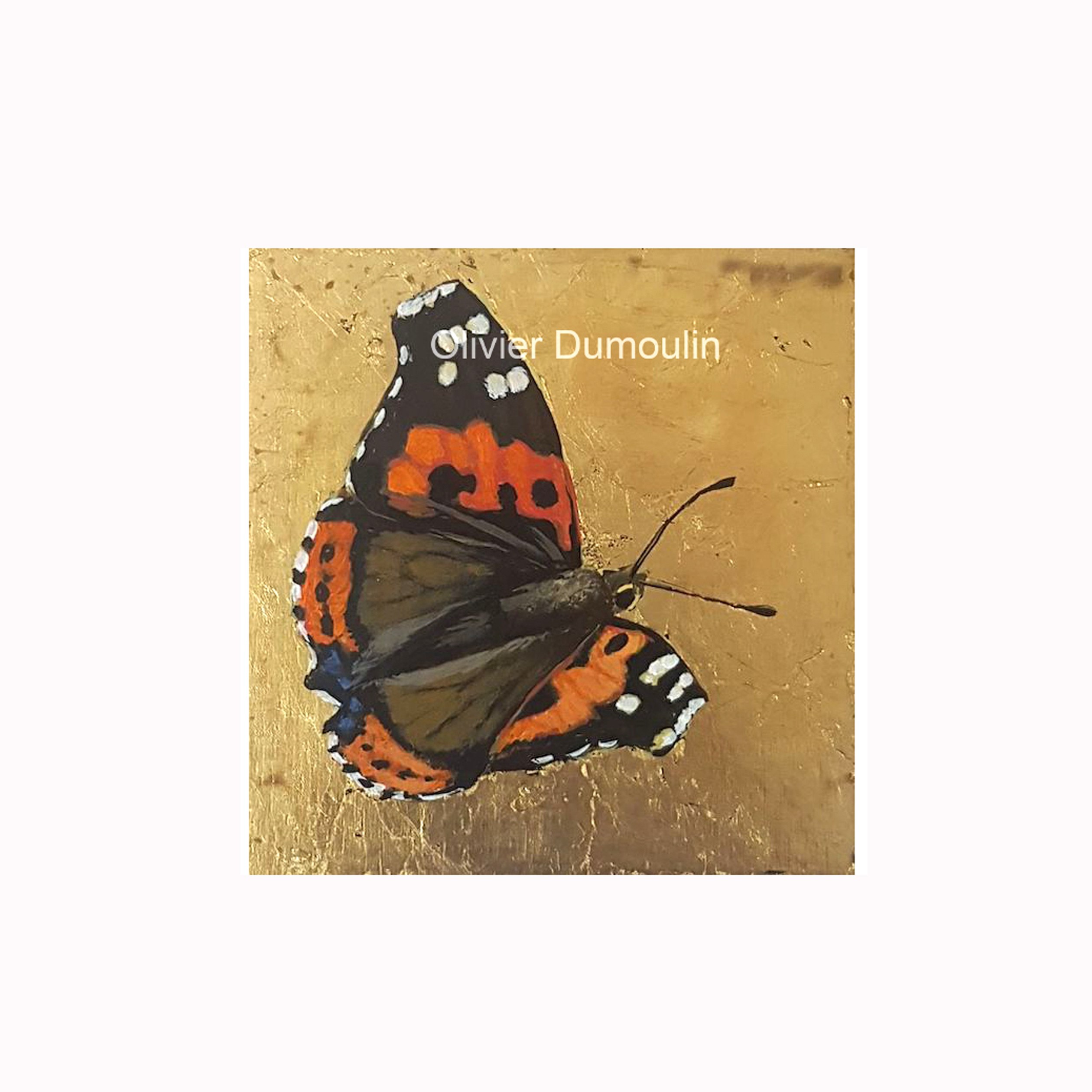 Papillon vulcain