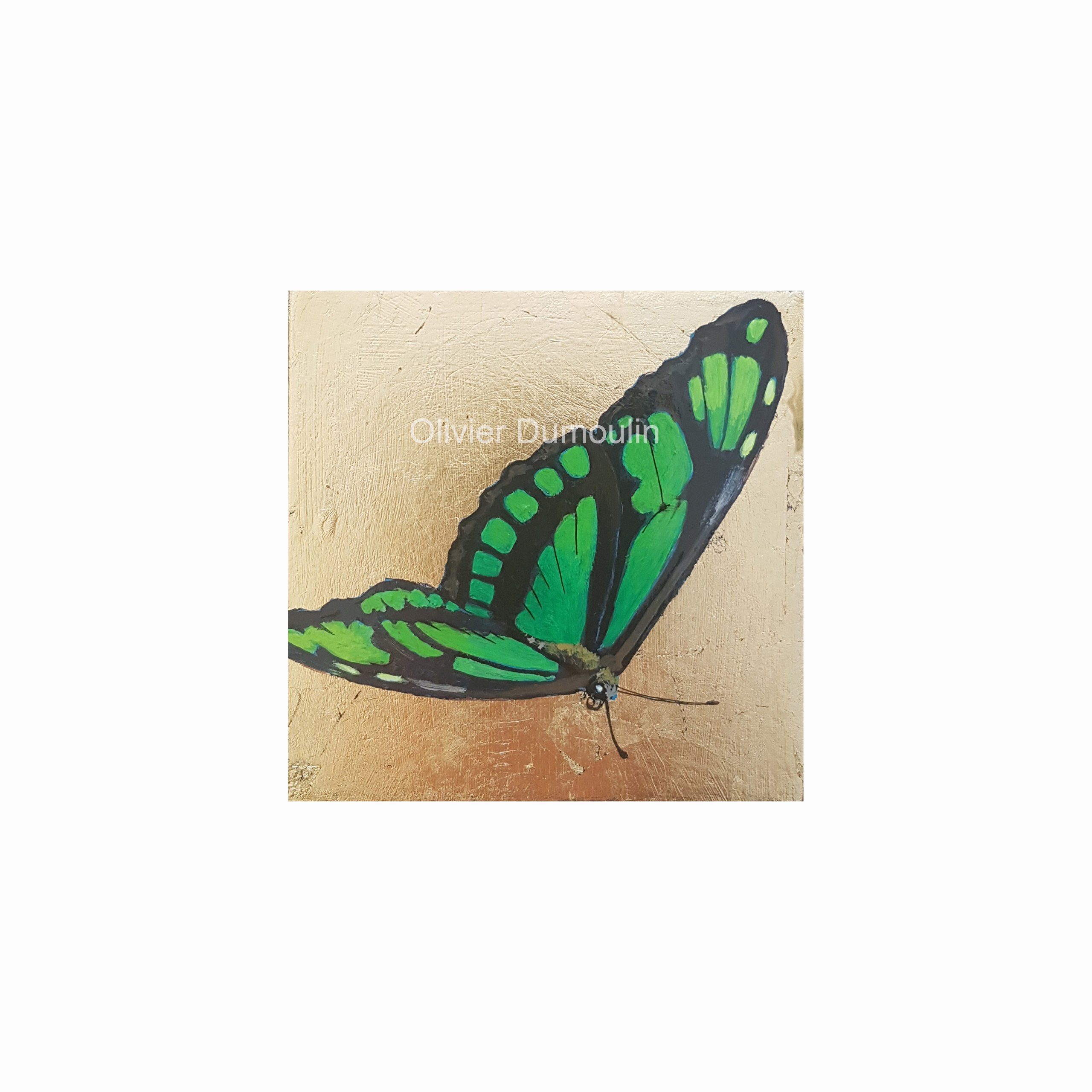 Siproeta stelenes